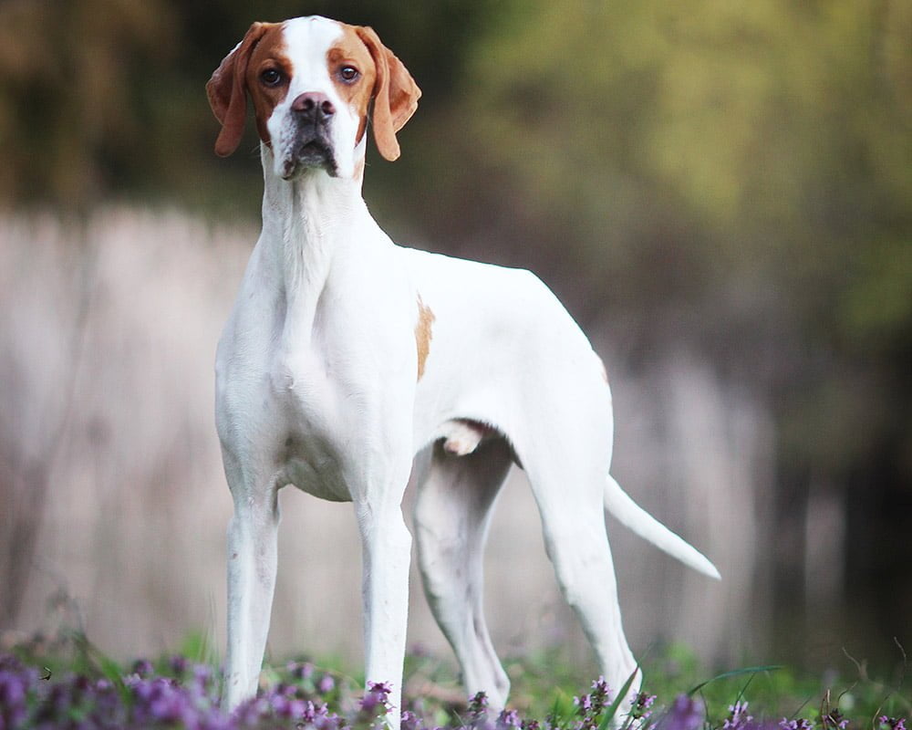 Pointer Inglês