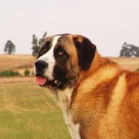 Rafeiro do Alentejo