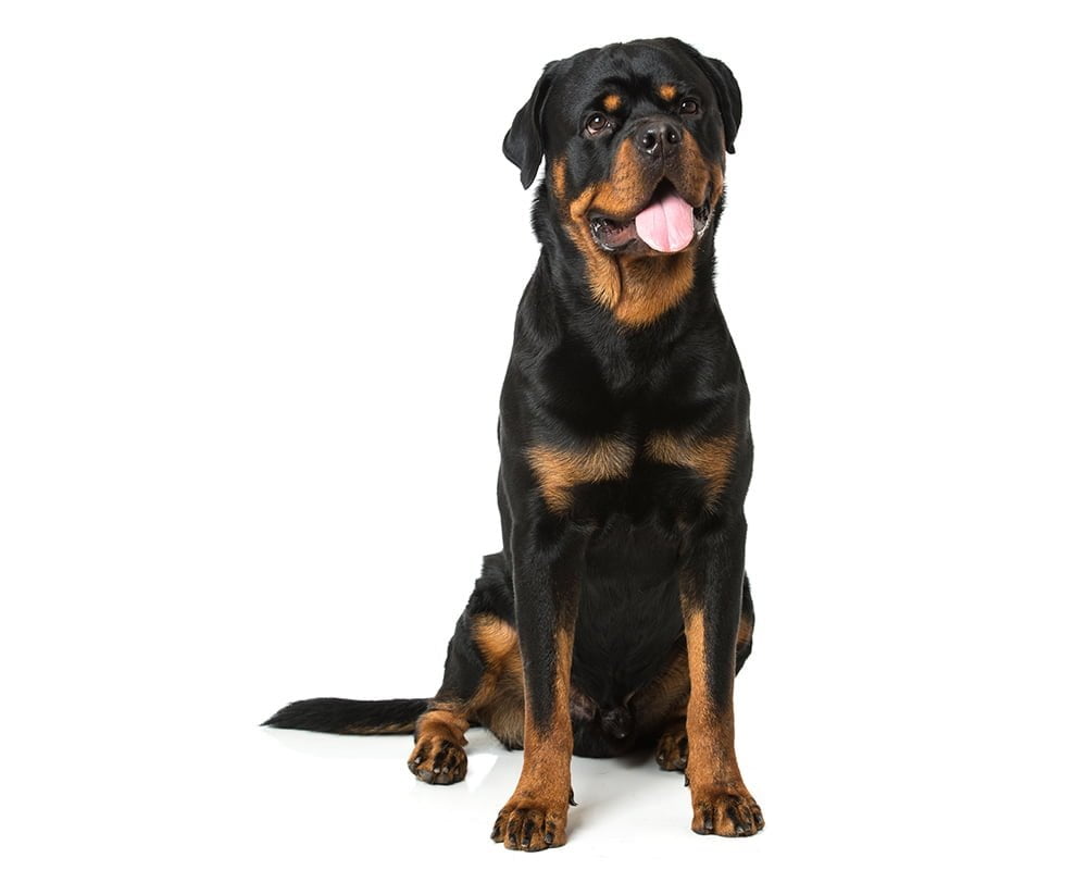 Rottweiler