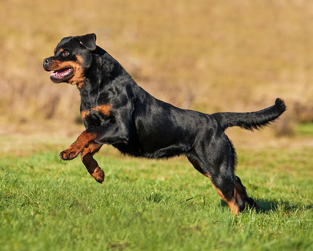 Rottweiler