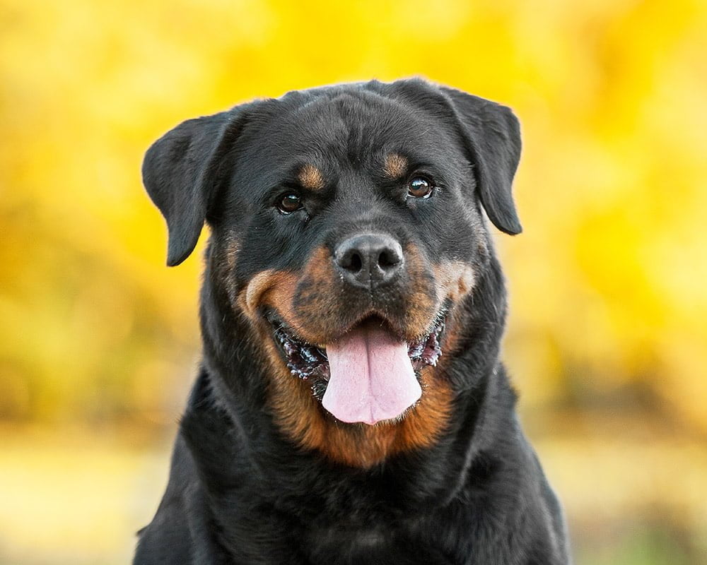 Rottweiler