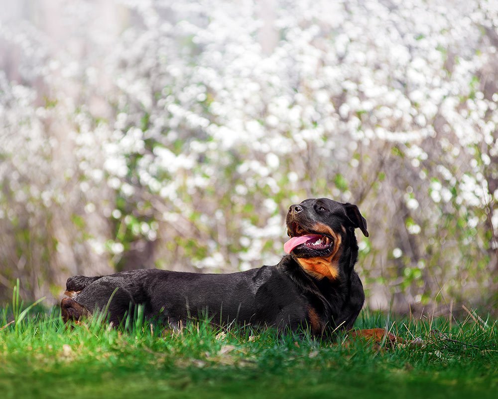 Rottweiler