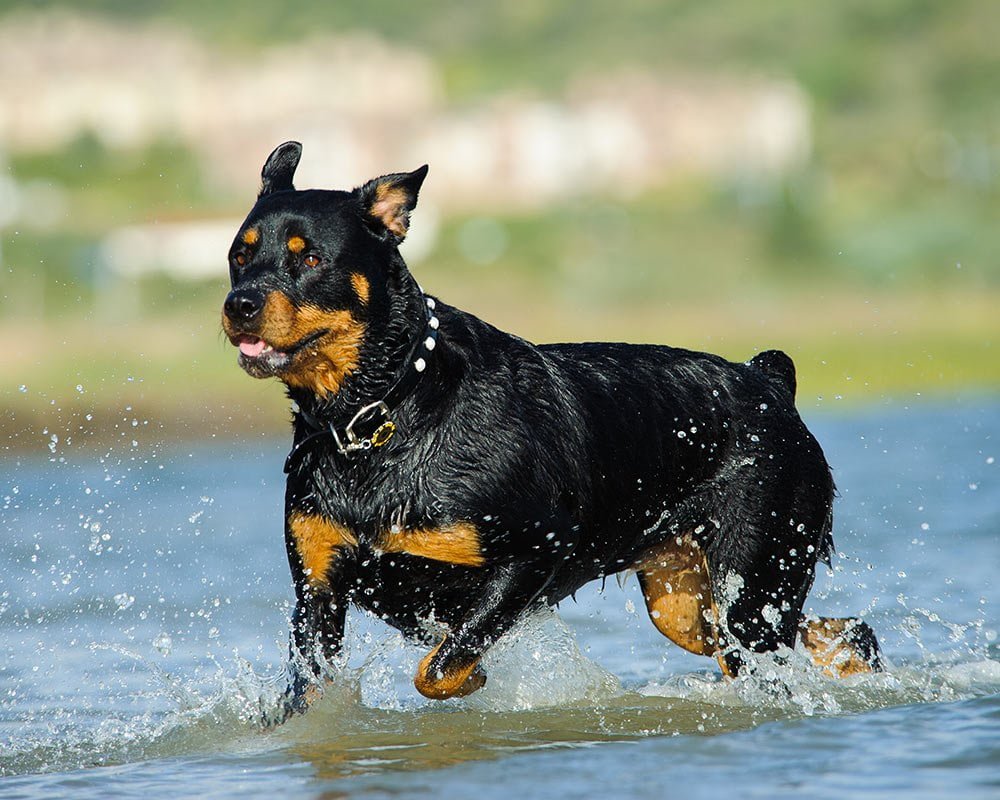 Rottweiler