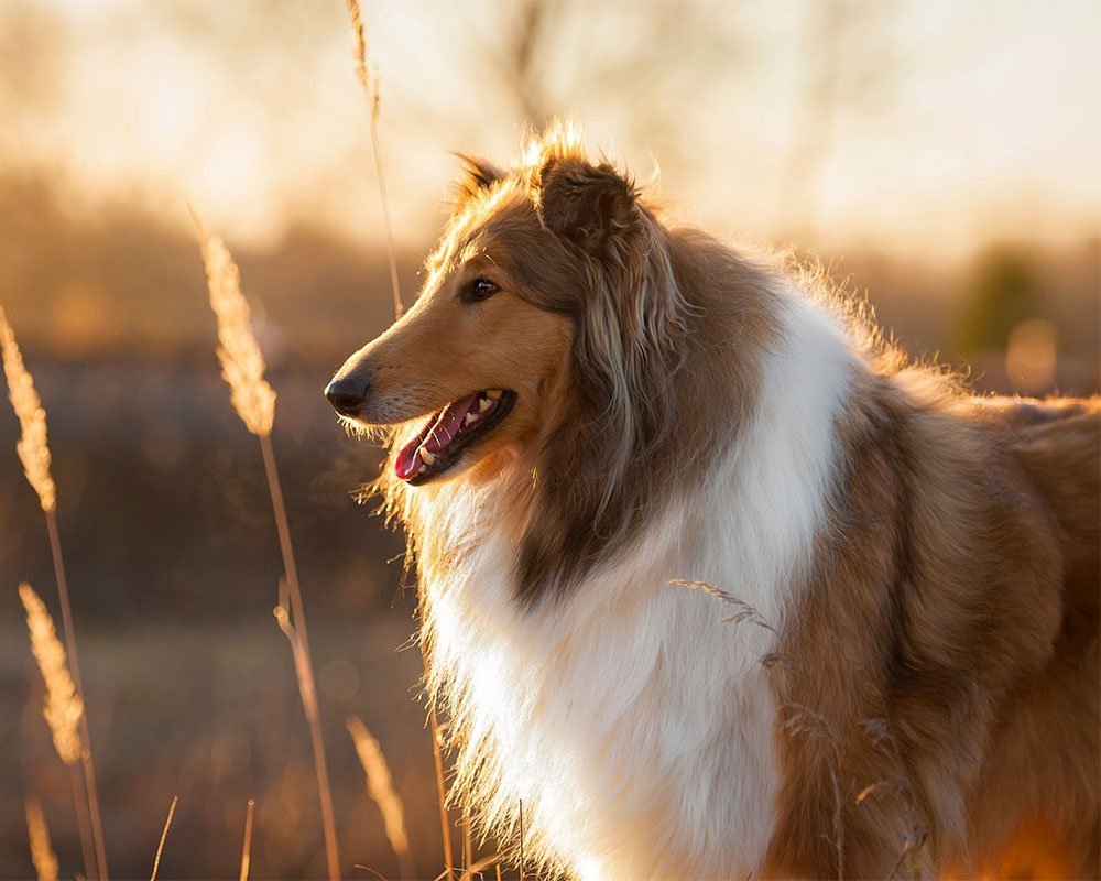 Rough Collie