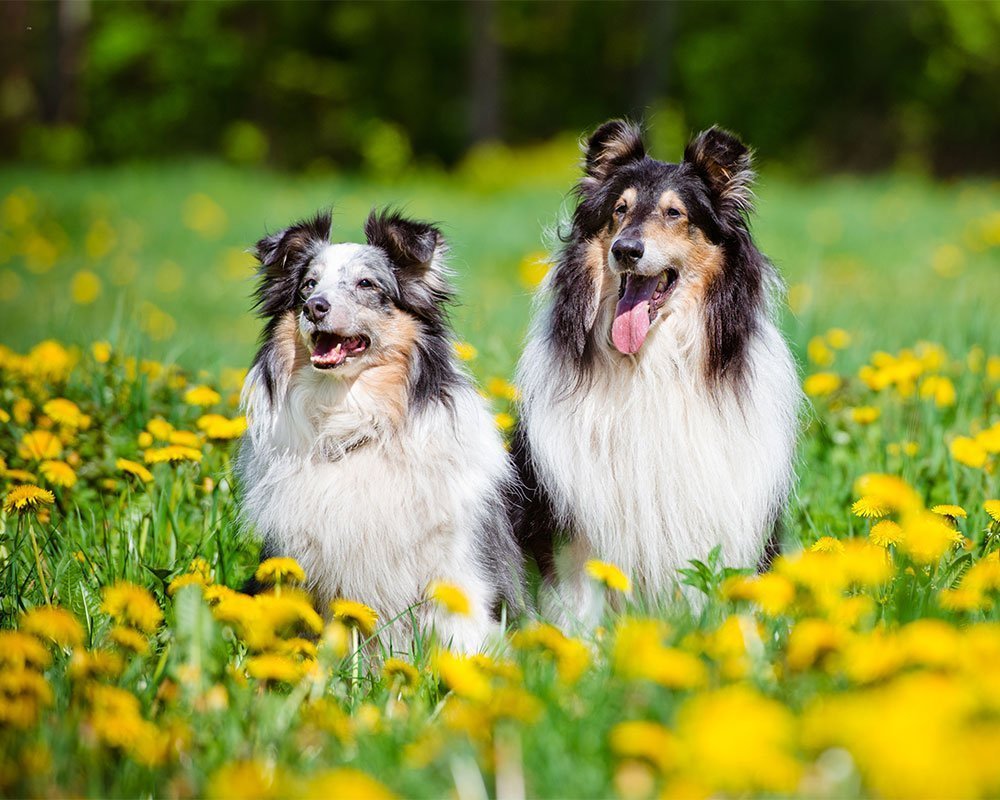 Rough Collie