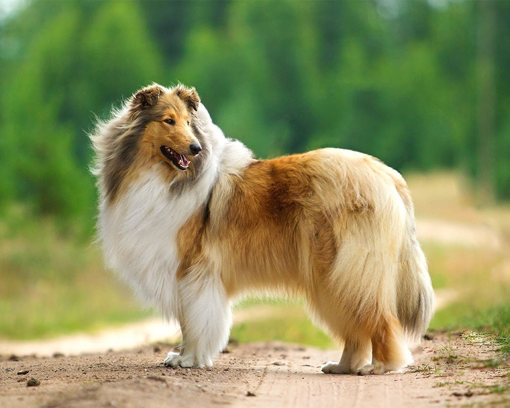 Rough Collie