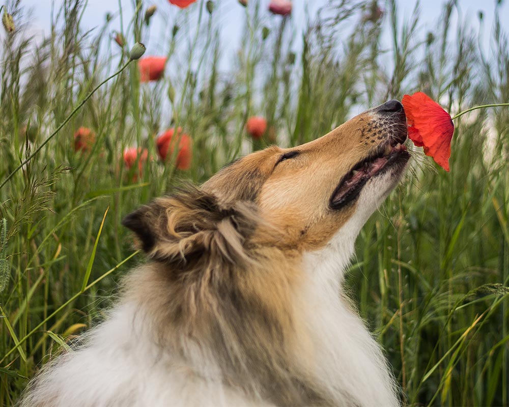 Rough Collie