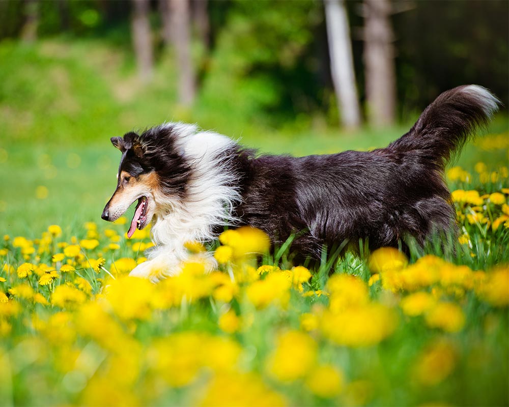 Rough Collie