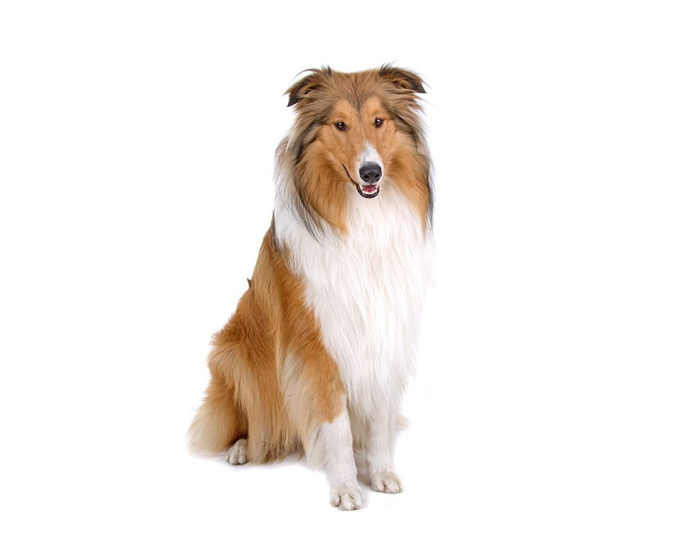 Rough Collie