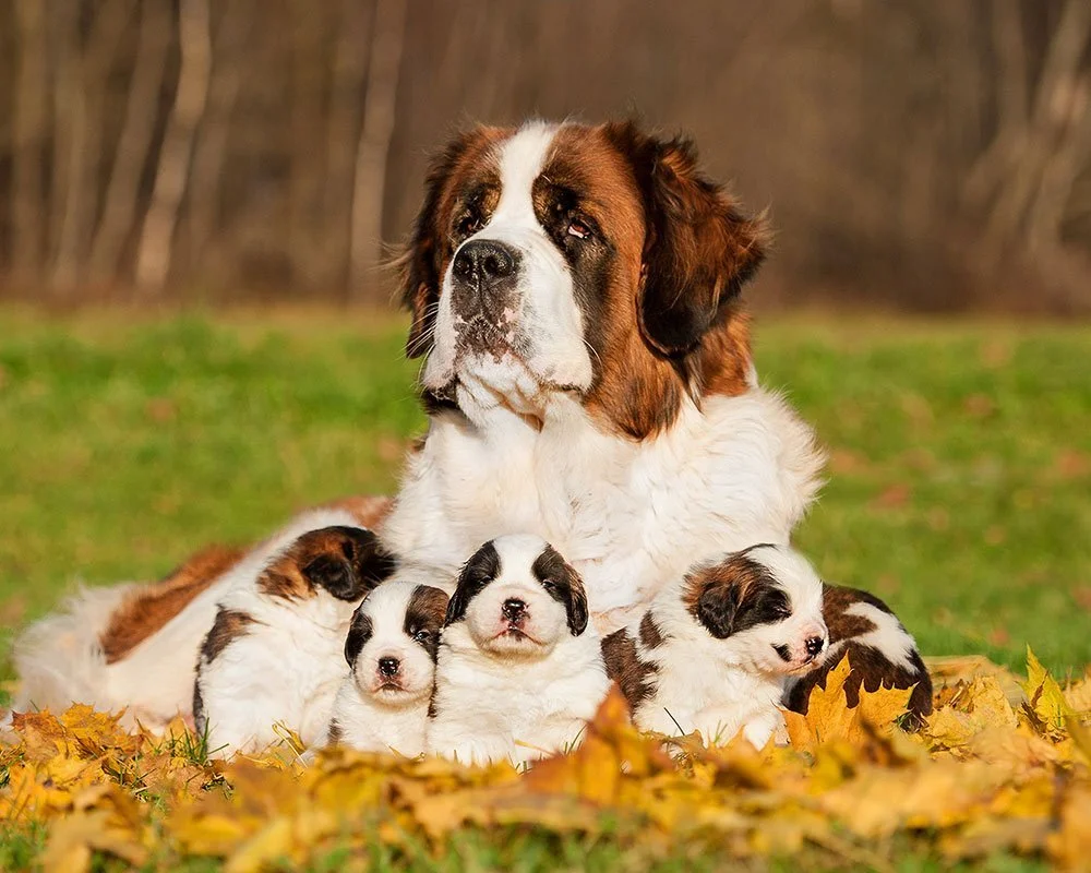 São Bernardo - Raças de Cães de Grandes - Cão Nosso - Treino Canino