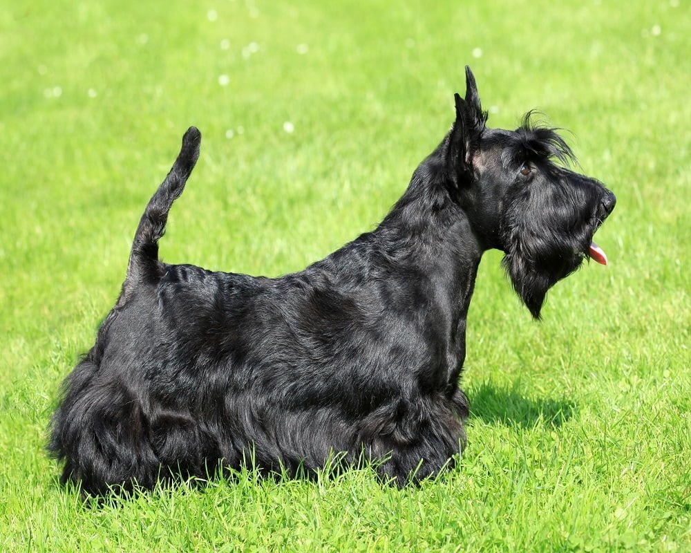 Scottish Terrier