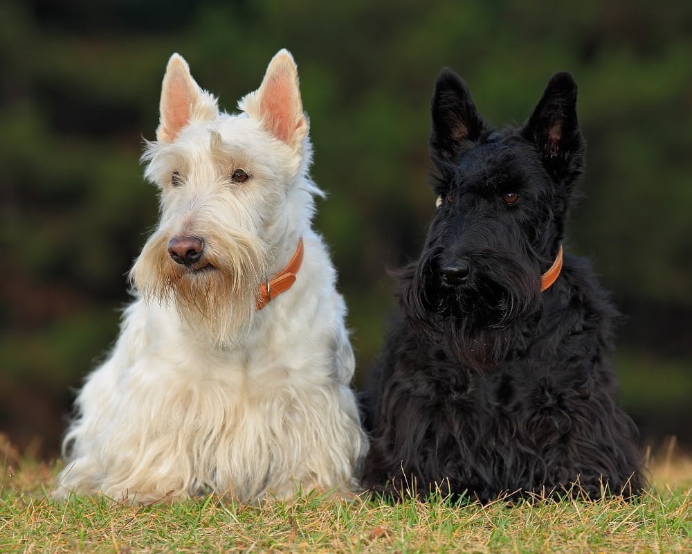 Scottish Terrier