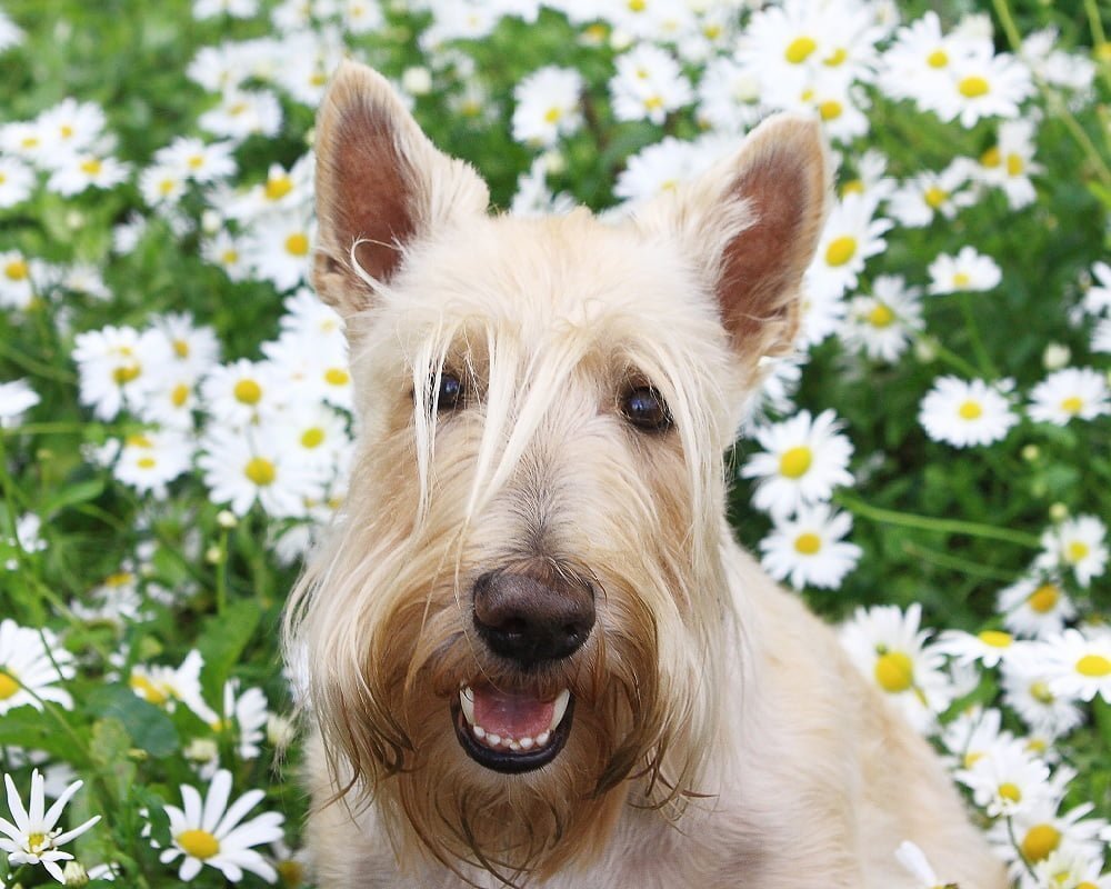 Scottish Terrier