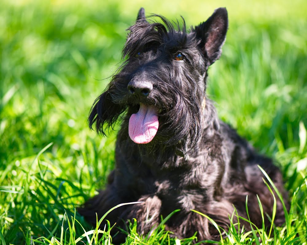 Scottish Terrier