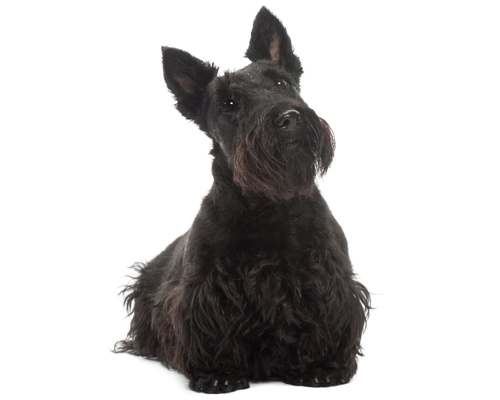 Scottish Terrier