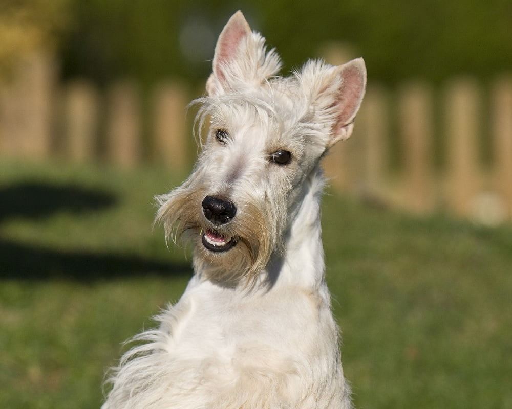 Scottish Terrier