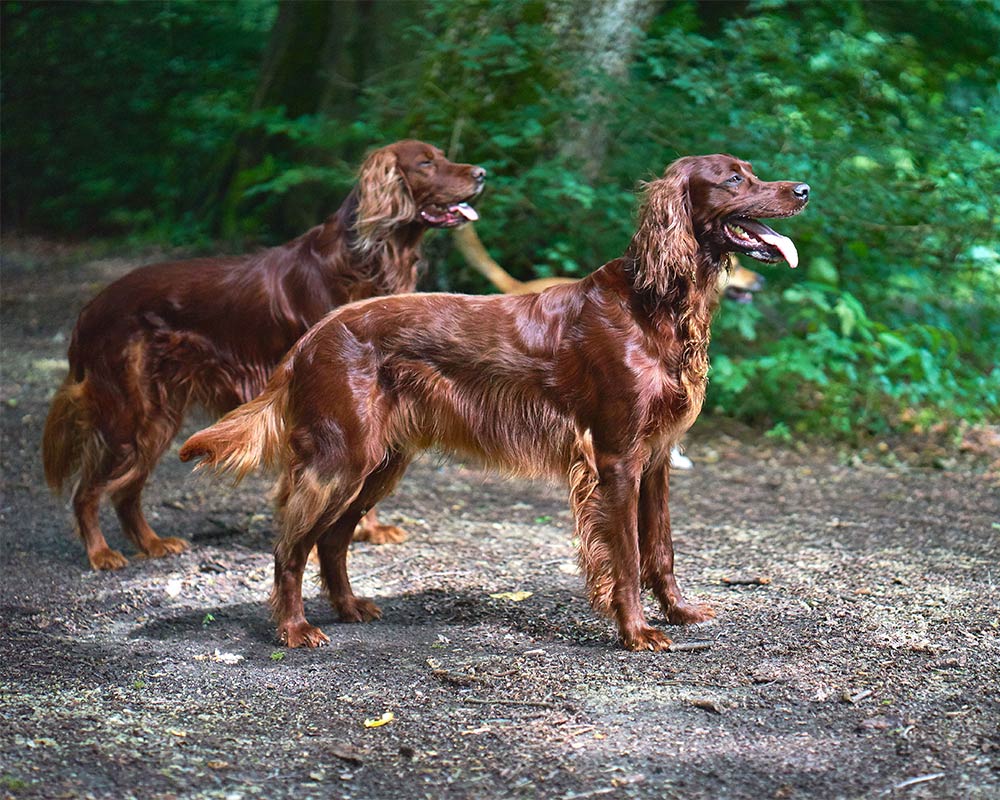 Setter Irlandês