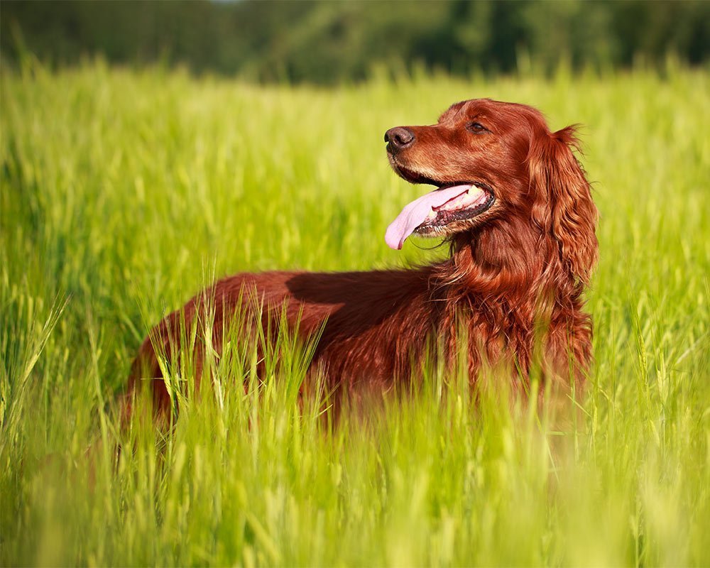 Setter Irlandês