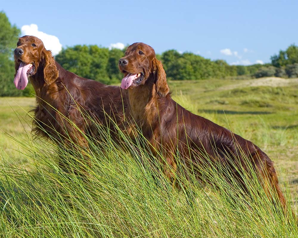 Setter Irlandês