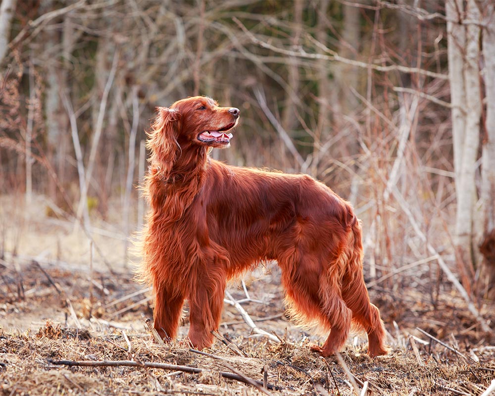 Setter Irlandês