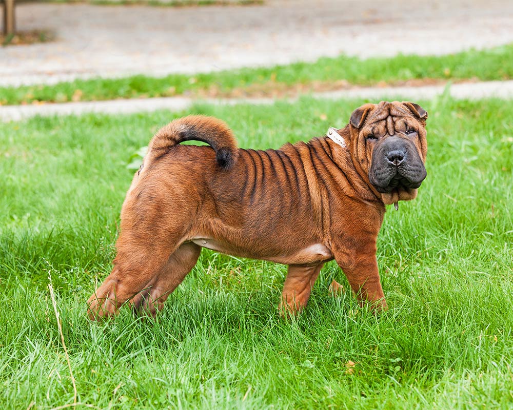 Shar Pei