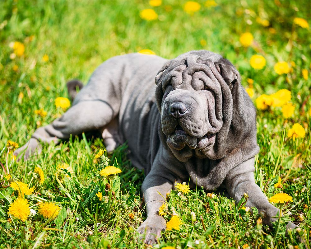 Shar Pei