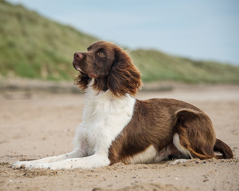 English Springer Spaniel