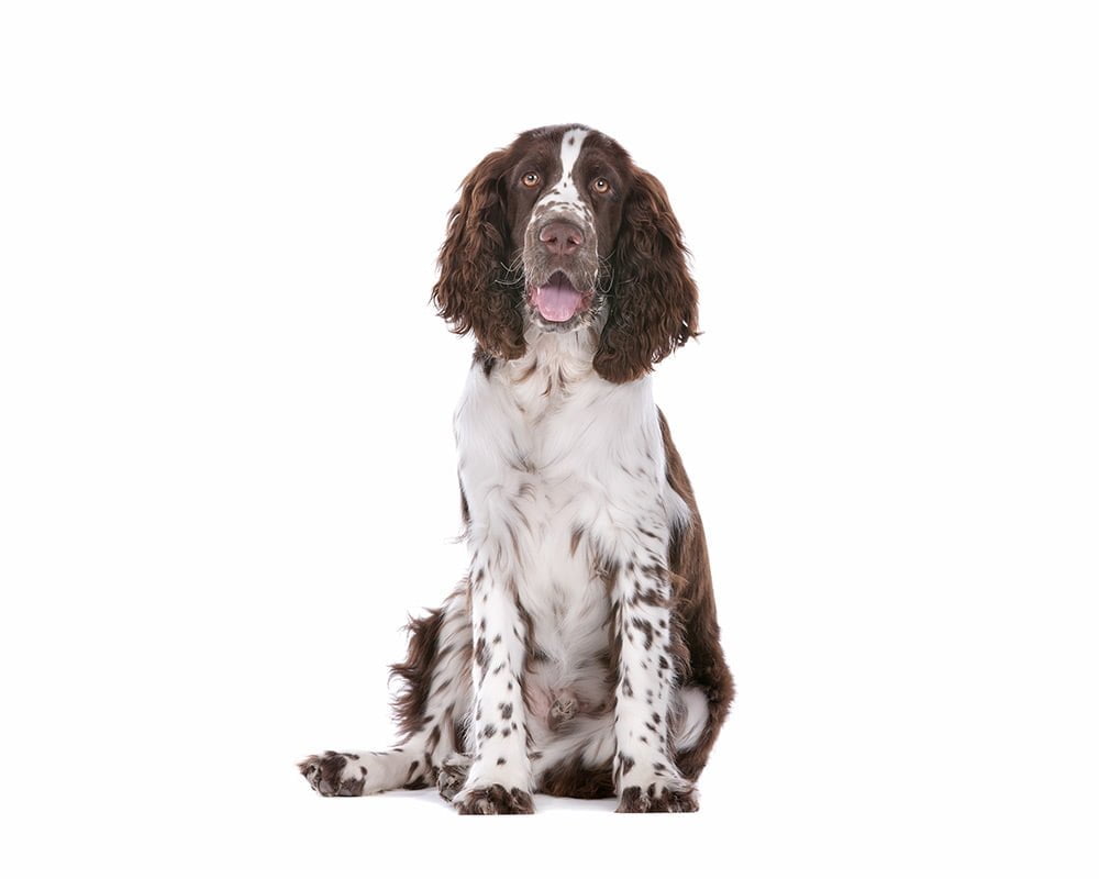 English Springer Spaniel