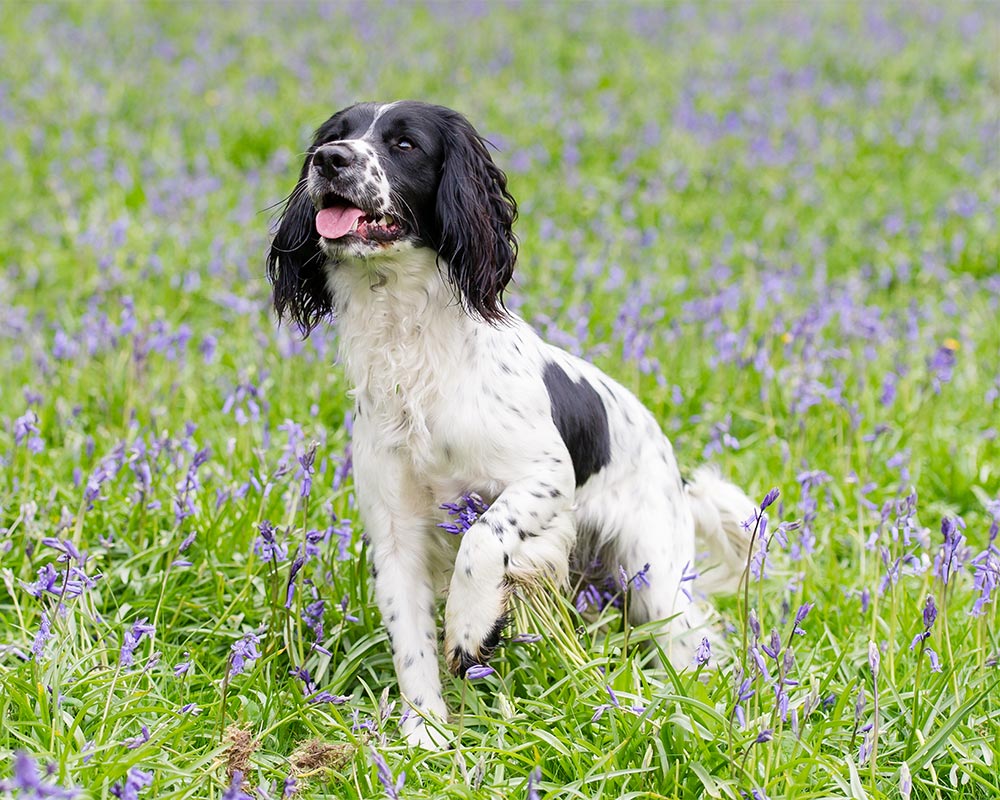 English Springer Spaniel