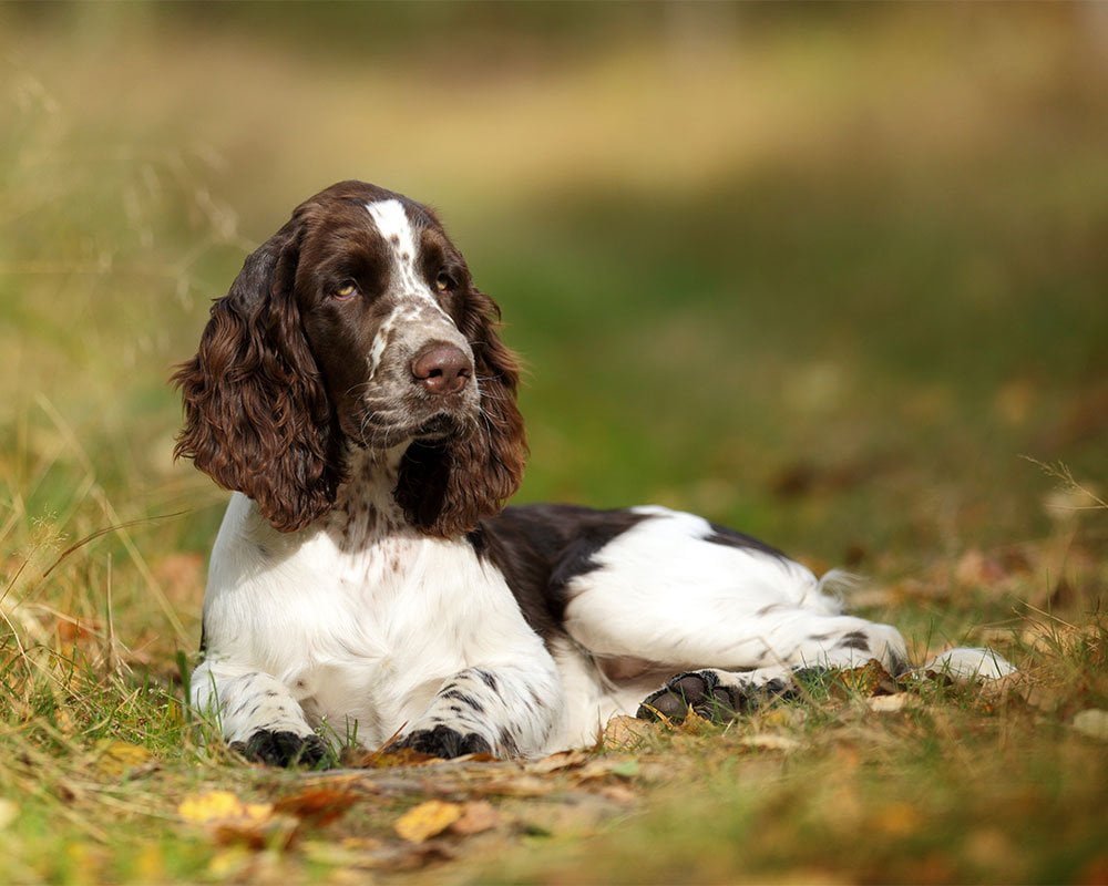 English Springer Spaniel