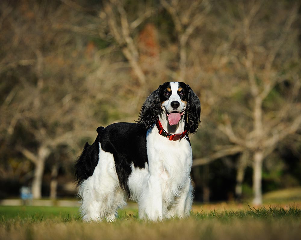 English Springer Spaniel