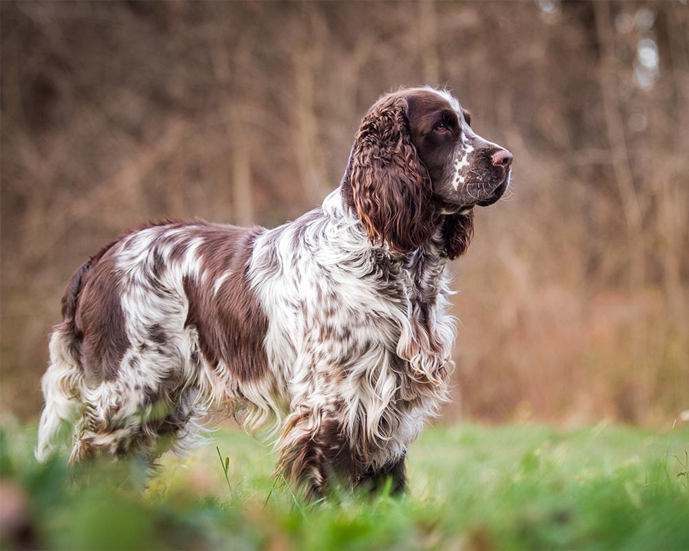 English Springer Spaniel