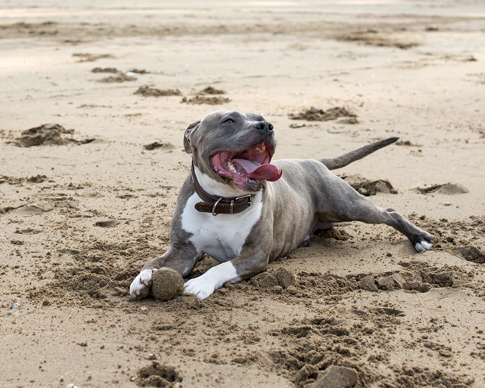 Staffordshire Bull Terrier