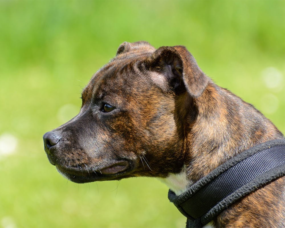 Staffordshire Bull Terrier