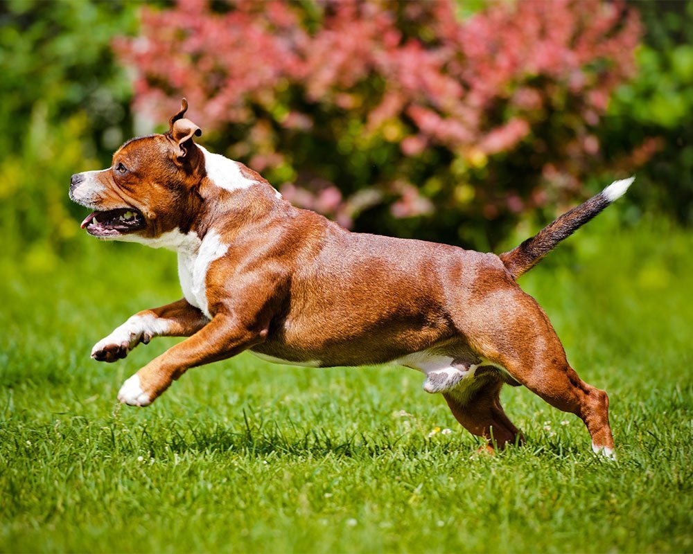 Staffordshire Bull Terrier