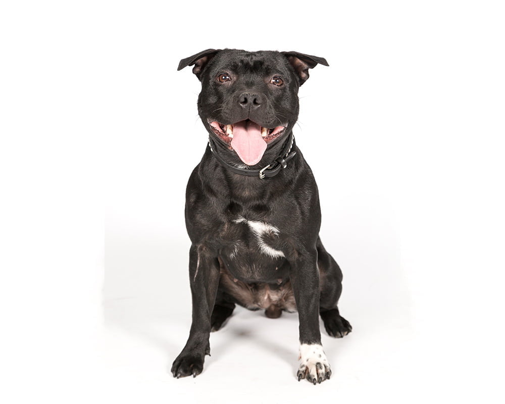 Staffordshire Bull Terrier