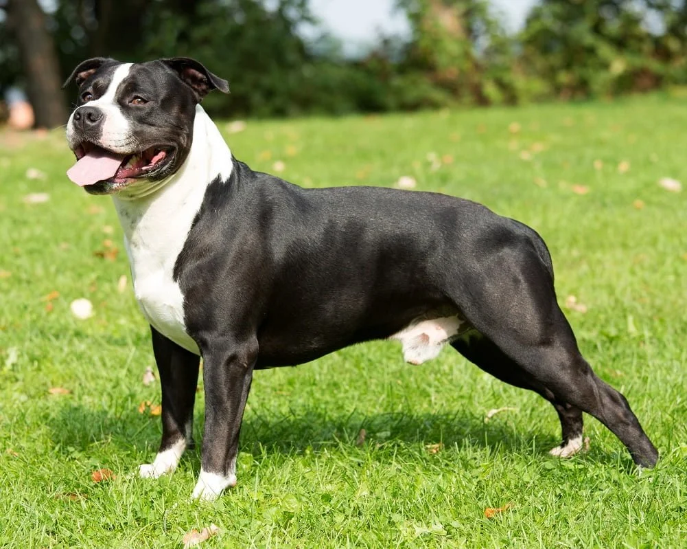 American Staffordshire Terrier Cao Nosso