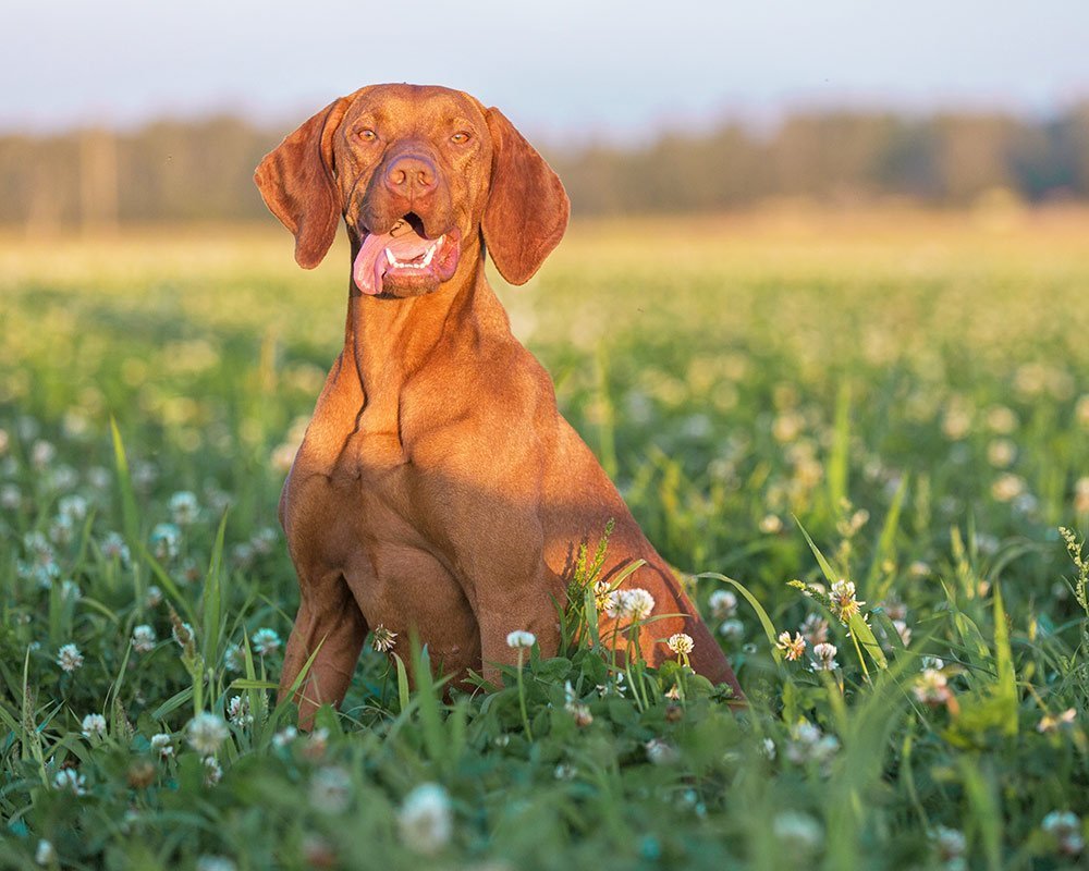 Vizsla Húngaro