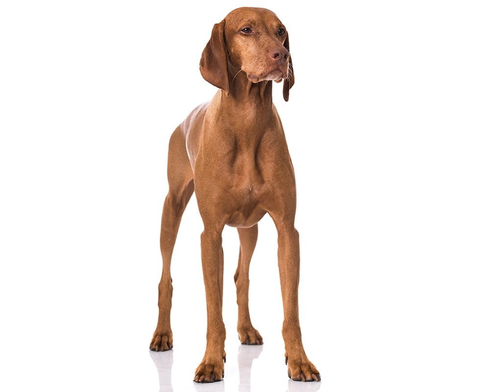 Vizsla Húngaro