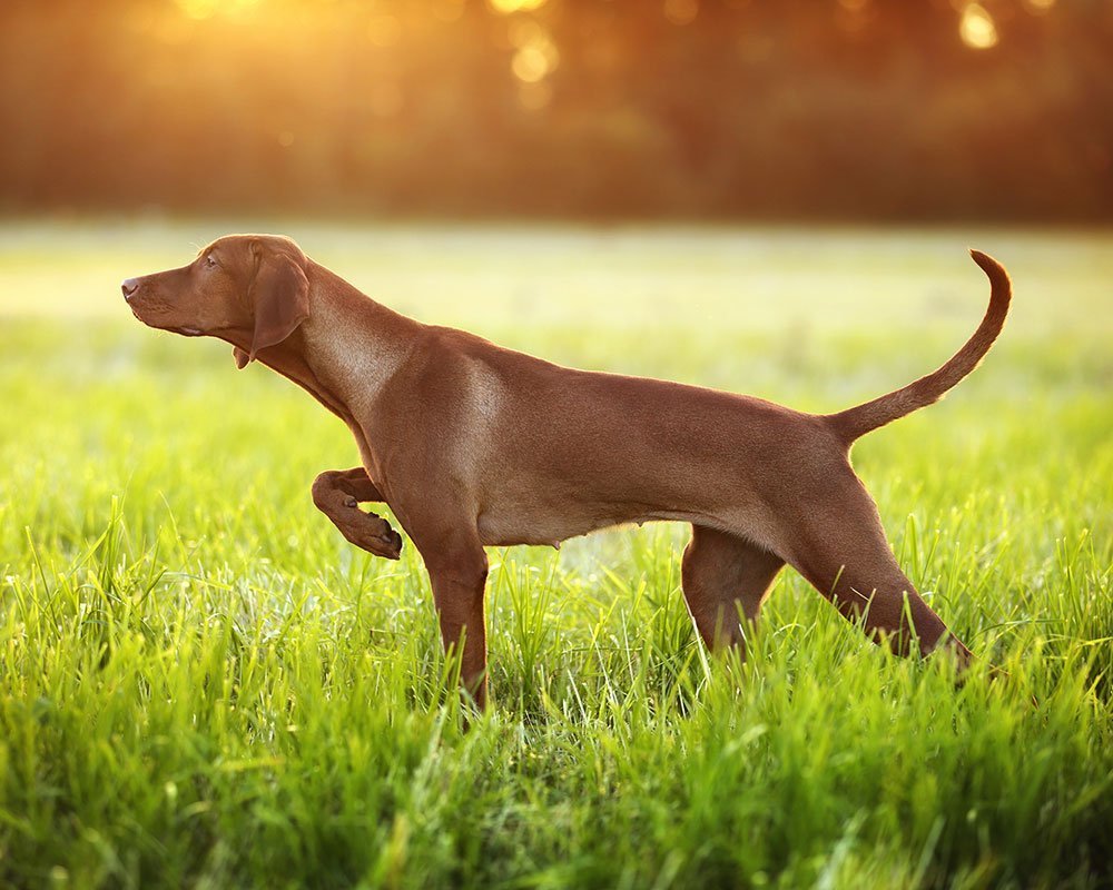 Vizsla Húngaro