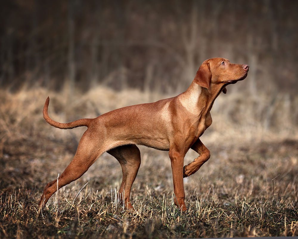 Vizsla Húngaro