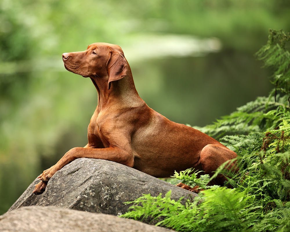 Vizsla Húngaro