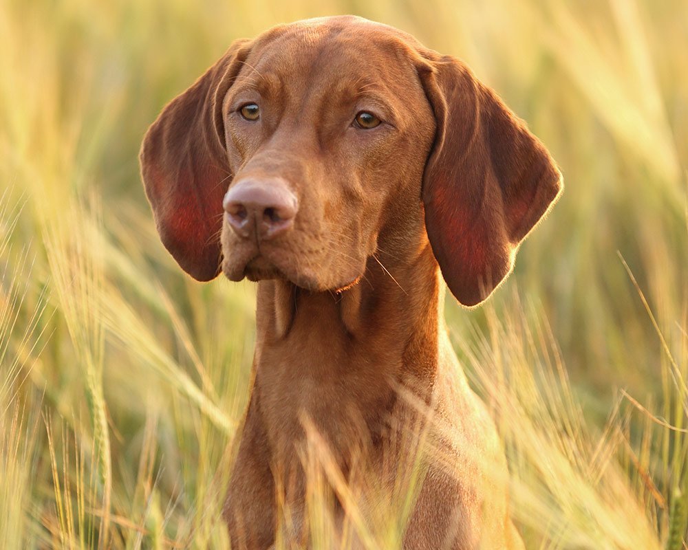 Vizsla Húngaro