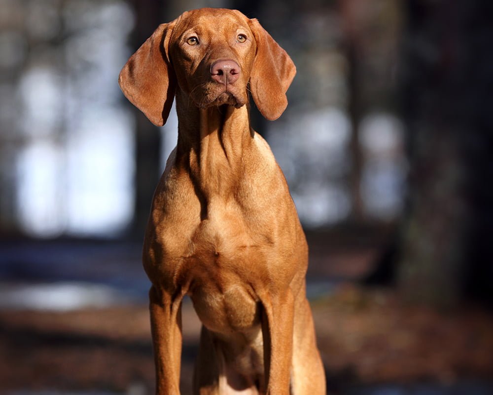 Vizsla Húngaro