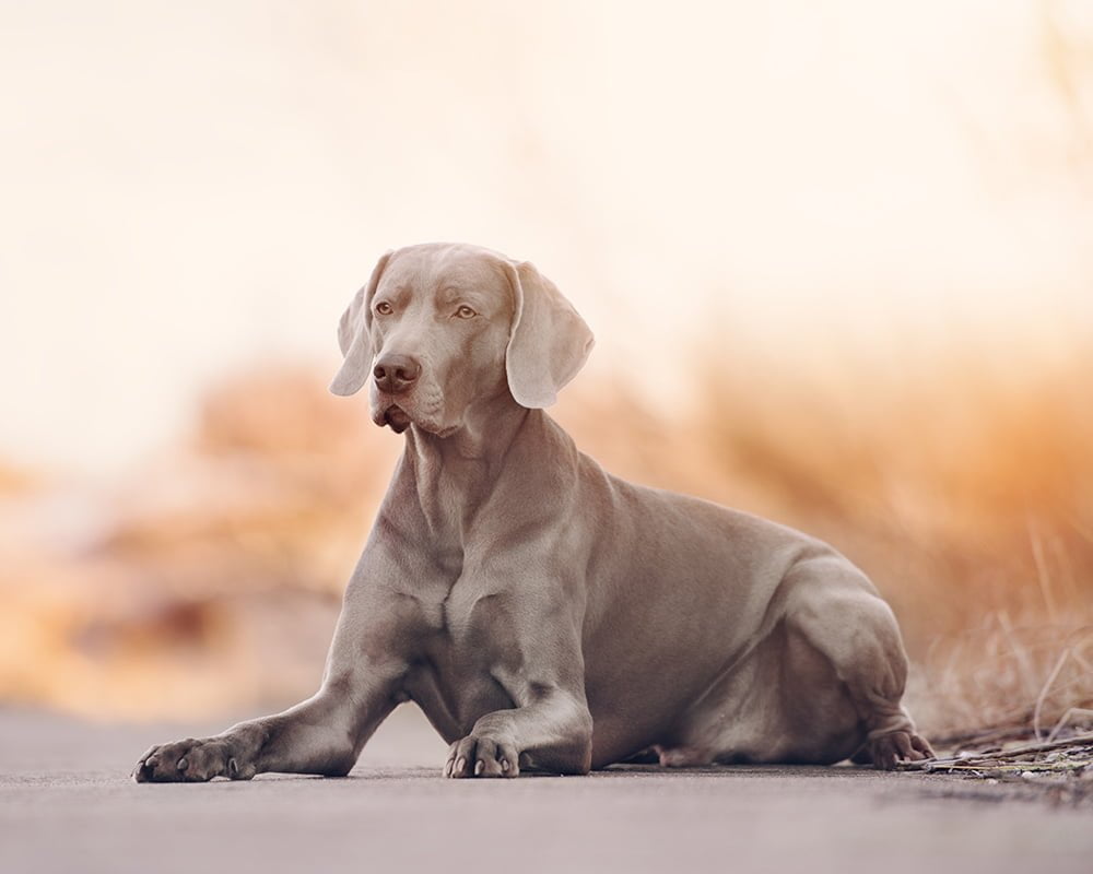 Weimaraner