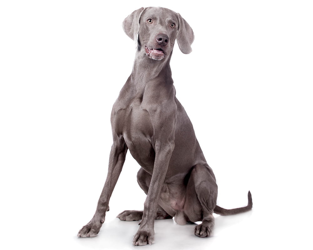 Weimaraner