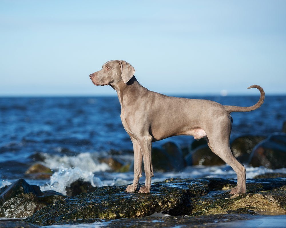 Weimaraner