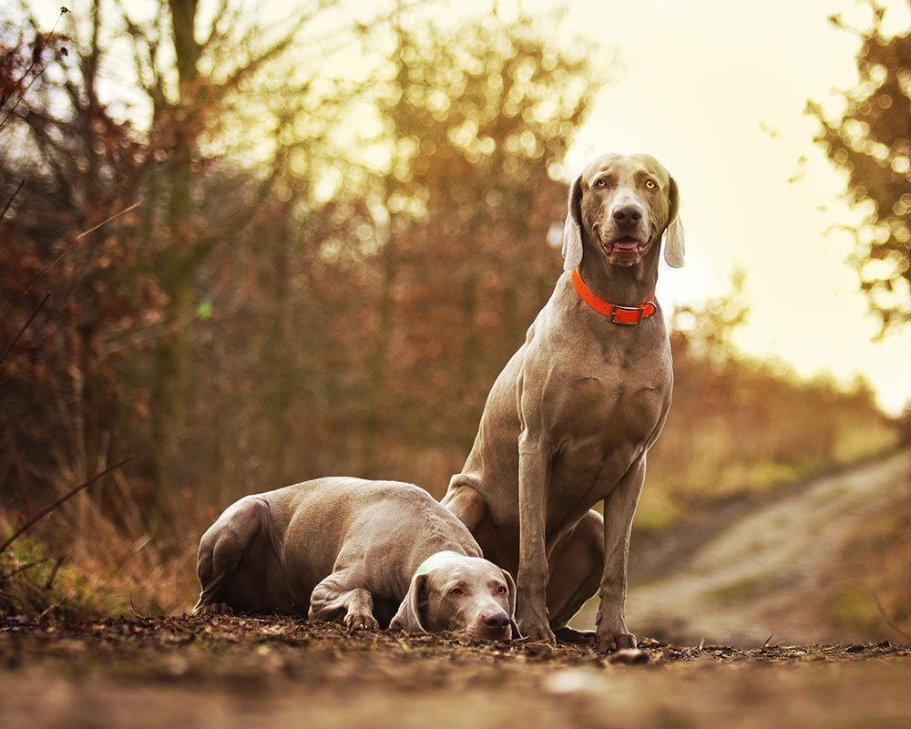 Weimaraner