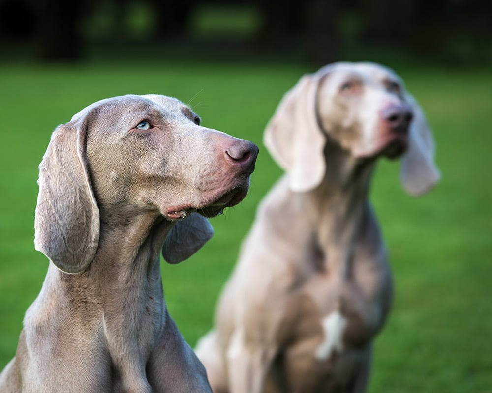 Weimaraner