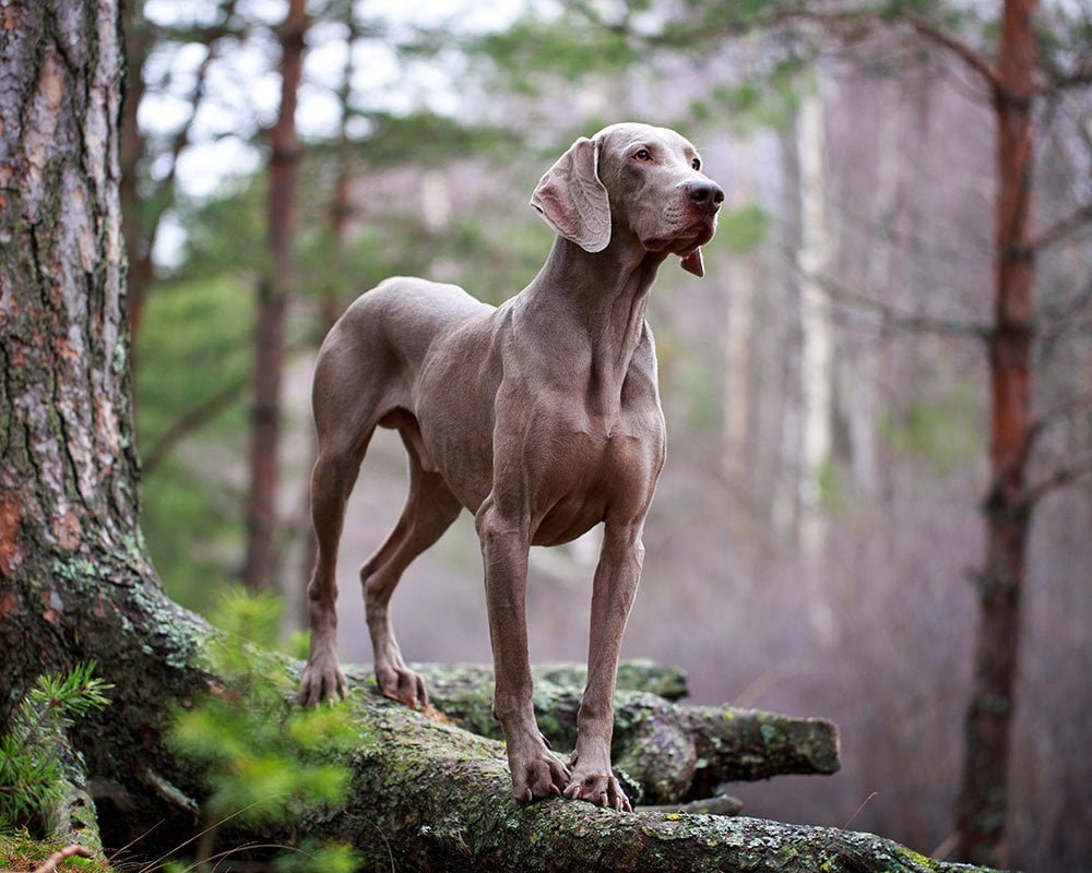 Weimaraner